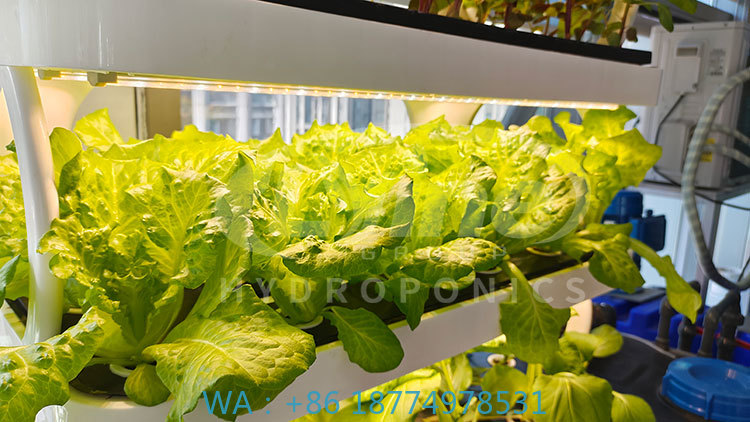 Farming Agriculture Equipment - c Máquina agrícola para cultivar lactuga