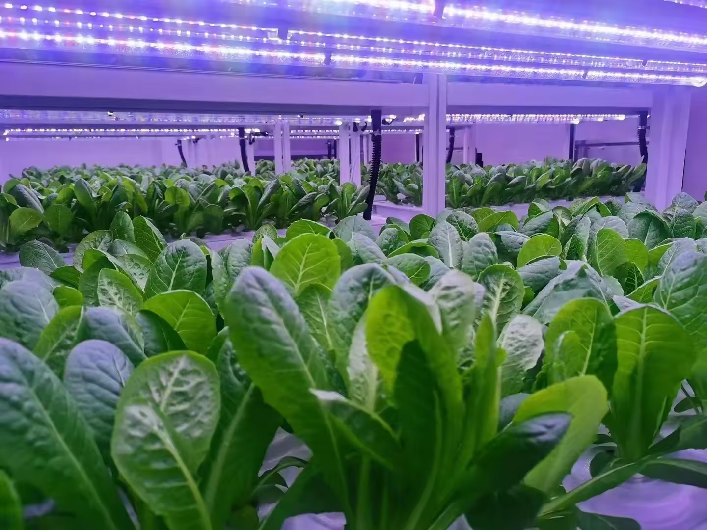 f Equipo agrícola de invernade - Farming Agriculture Equipment reseña y precio