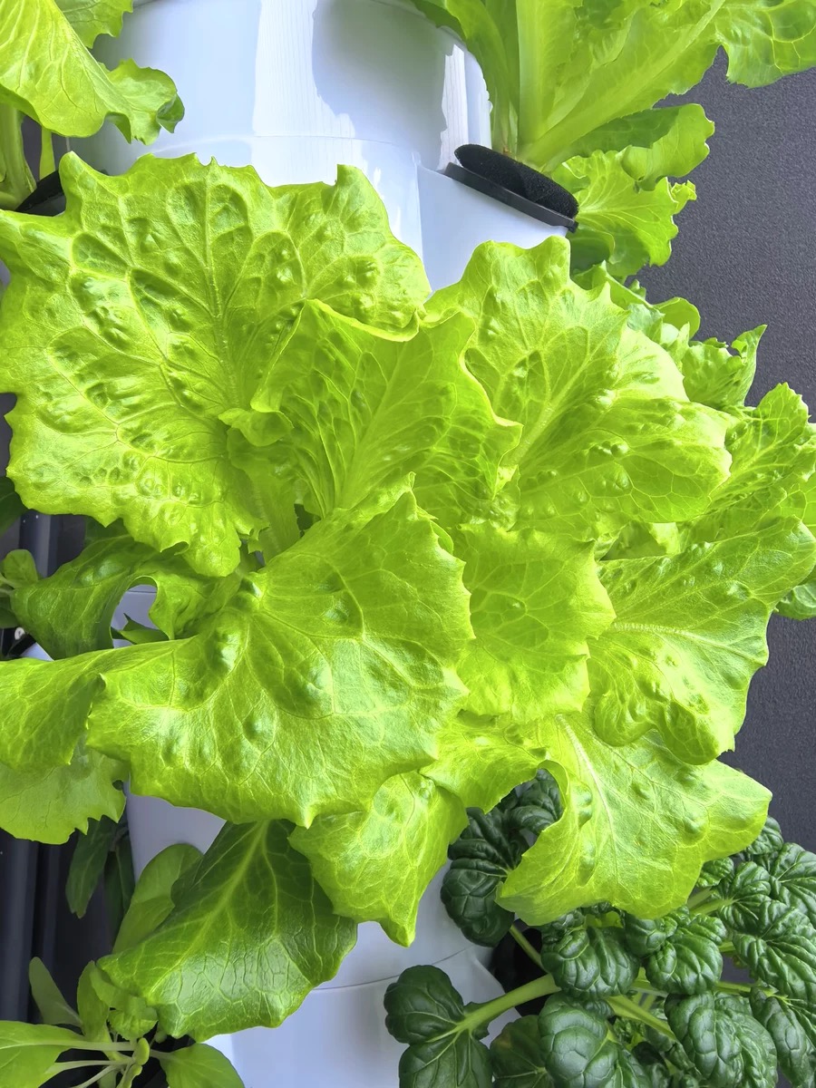 Nuevo Sistema de Cultivo Verti - Hydroponic Nft Channel reseña y precio